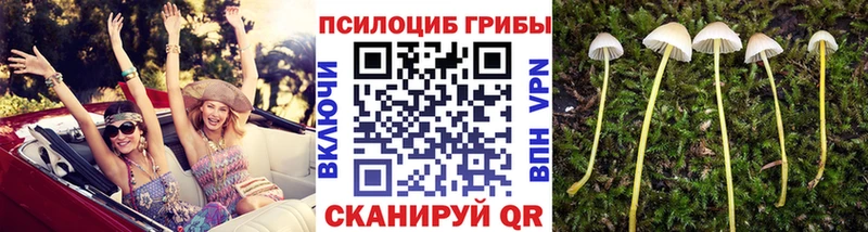Купить закладки  Бокситогорск  Псилоцибиновые грибы GOLDEN TEACHER 